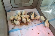 Lots Of Chicks